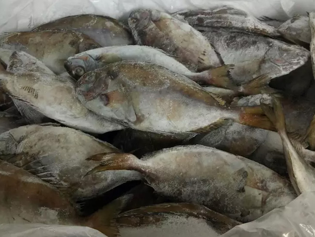 冰鮮泥猛魚(yú)