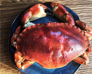 English Bread Crab